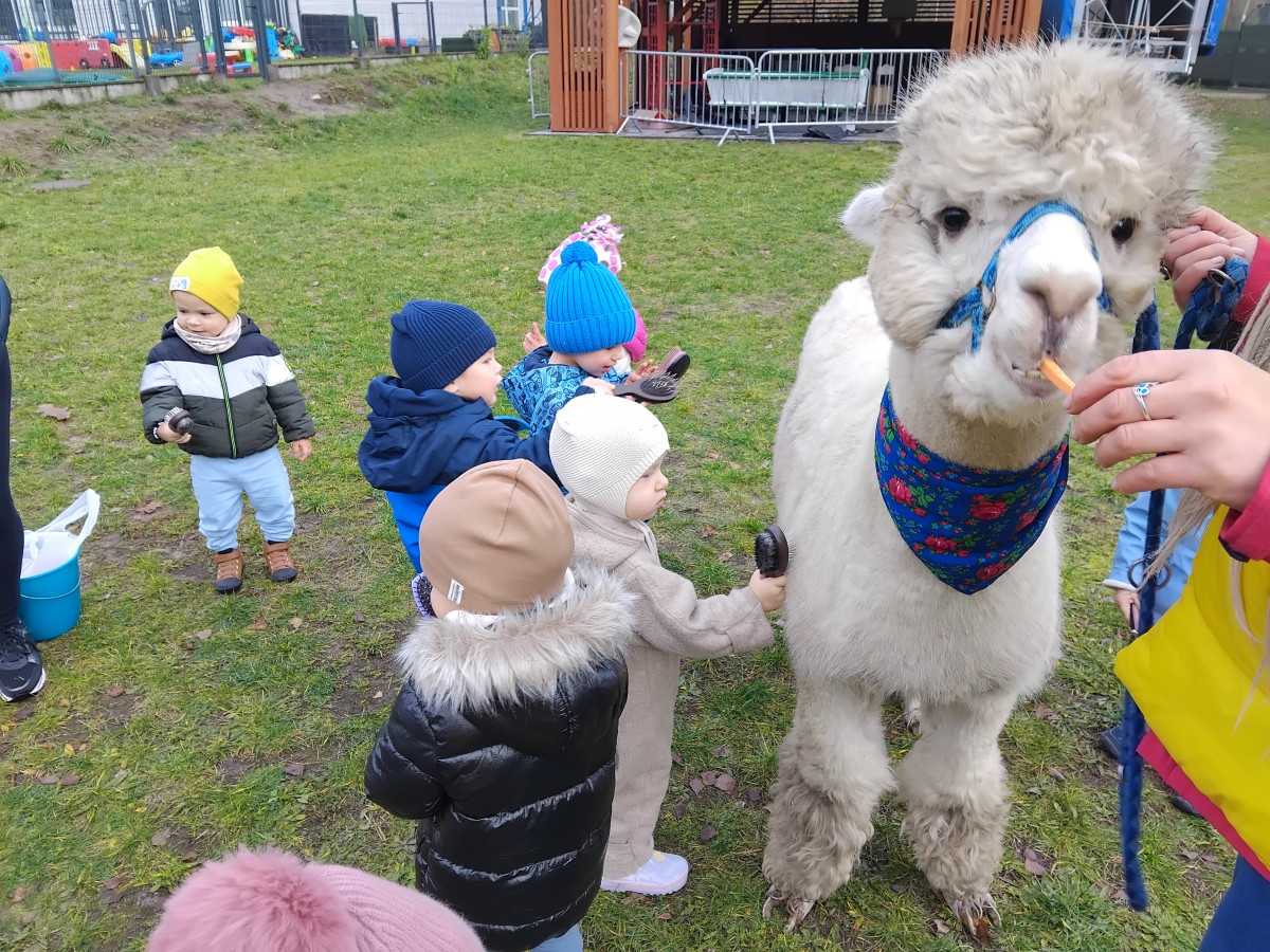 Spotkanie z alpakami